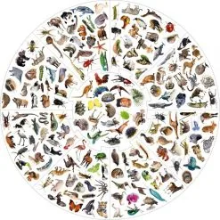 Vildkatten Med Dyr -Konstruktionslegetøj butik 471482a9 f8cc 4cbe 8df5 c9f522ca6824