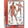 Eurographics Puslespil The Muscular System - 1000 Brikker