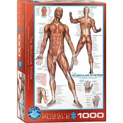 Eurographics Puslespil The Muscular System - 1000 Brikker