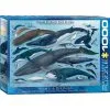 Eurographics Puslespil Whales & Dolphins - 1000 Brikker -Konstruktionslegetøj butik d4b27432 3dc3 4e42 bb05 bda981afc797