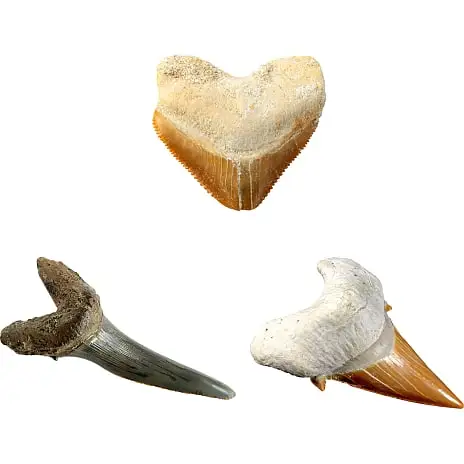 National Geographic Hajtand Grave Sæt 4 National Geographic Hajtand Grave Sæt - Billede 2